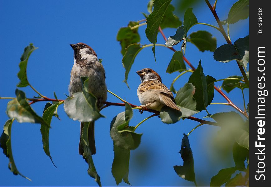 Two sparrows sitting on a branch