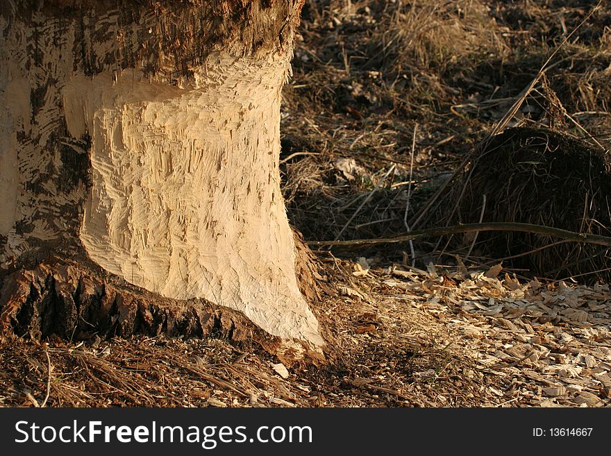 A beaver started to chop down thick tree by gnawing tree trunk. A beaver started to chop down thick tree by gnawing tree trunk.