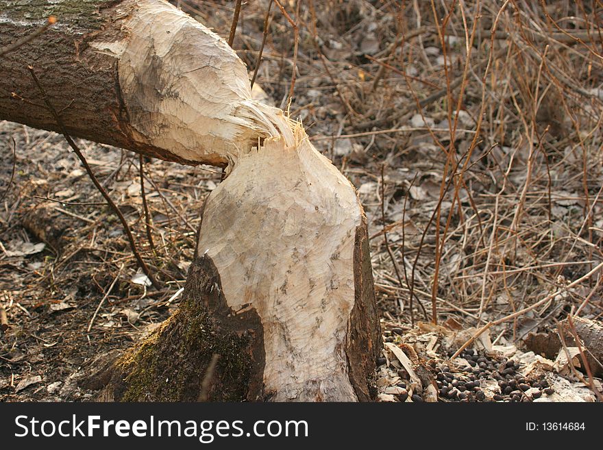 A beaver chopped down a tree by gnawing tree trunk. A beaver chopped down a tree by gnawing tree trunk.