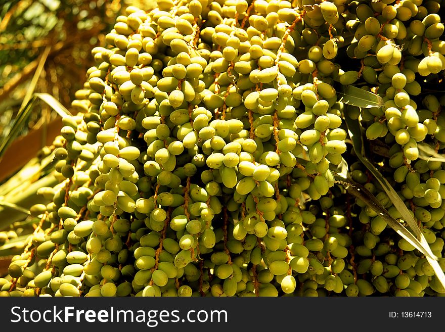 Palm fruits / seeds