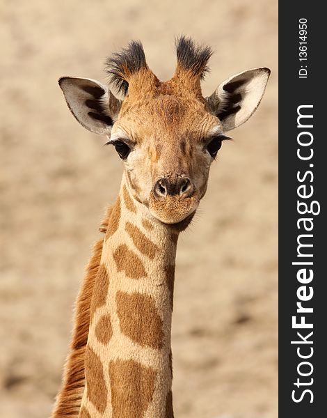 Animals: Portrait of a young giraffe looking at you