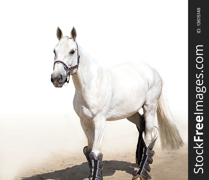 Graceful light grey stallion on white