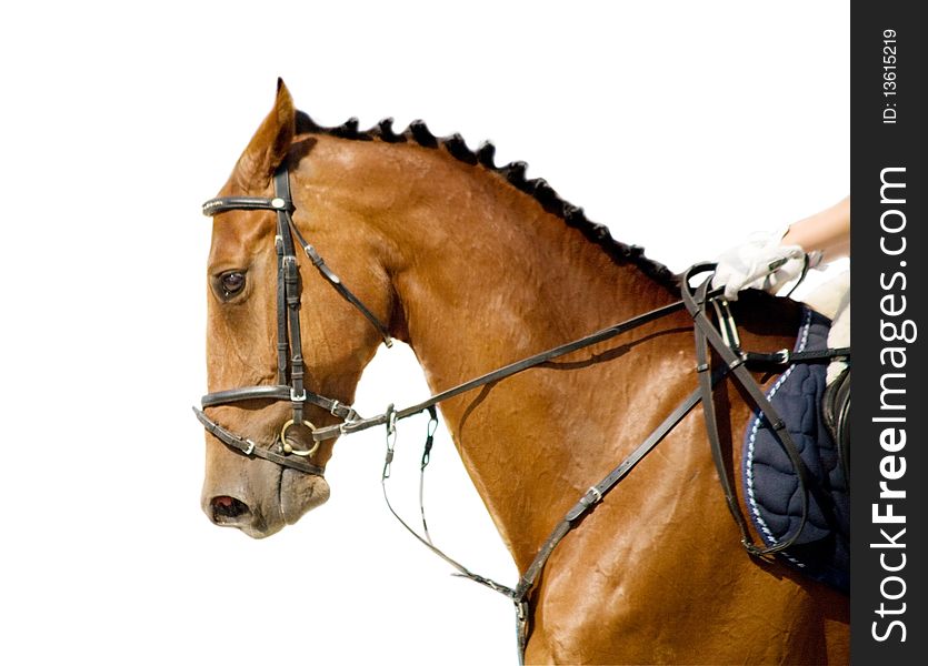 Head of the red-haired horse in training time. Head of the red-haired horse in training time