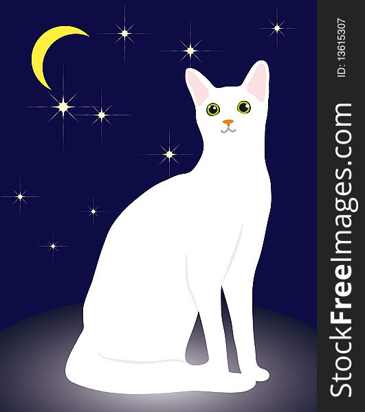 White Cat and the night sky
