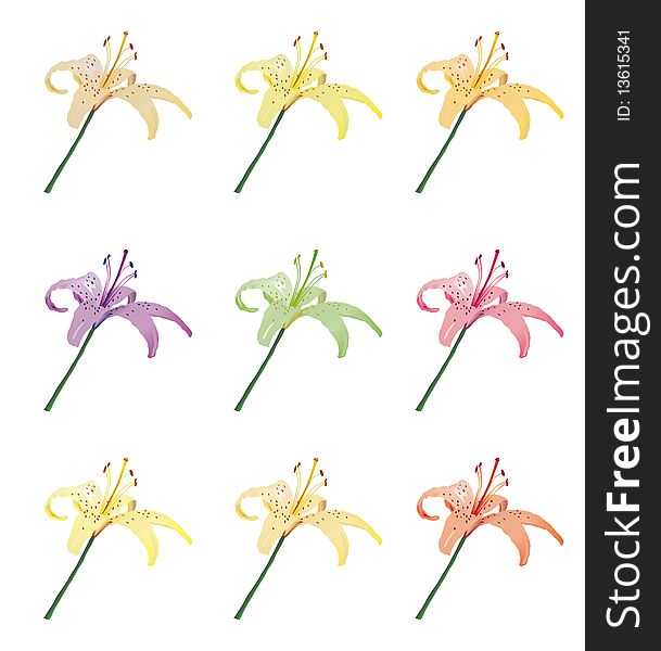 The collection of colorful lilies. The collection of colorful lilies