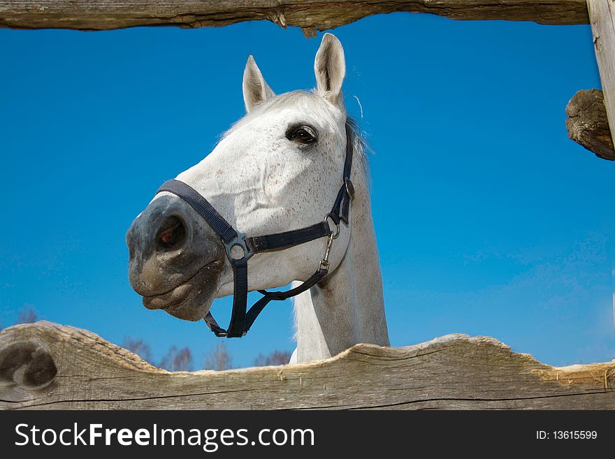 The head of light grey horse through fence