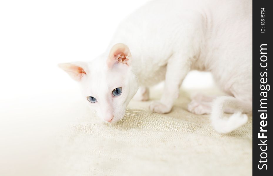 The white cat hunts for mouse