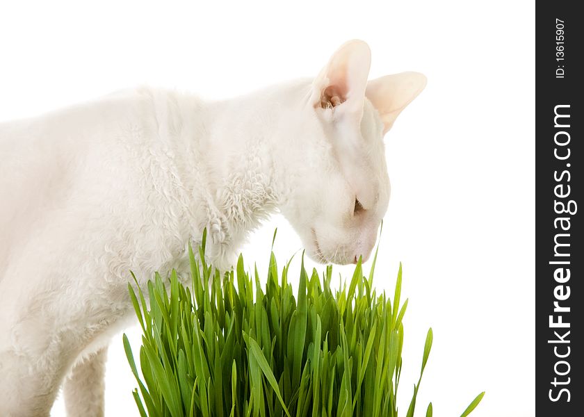 White cornish-rex and germinating oat. White cornish-rex and germinating oat