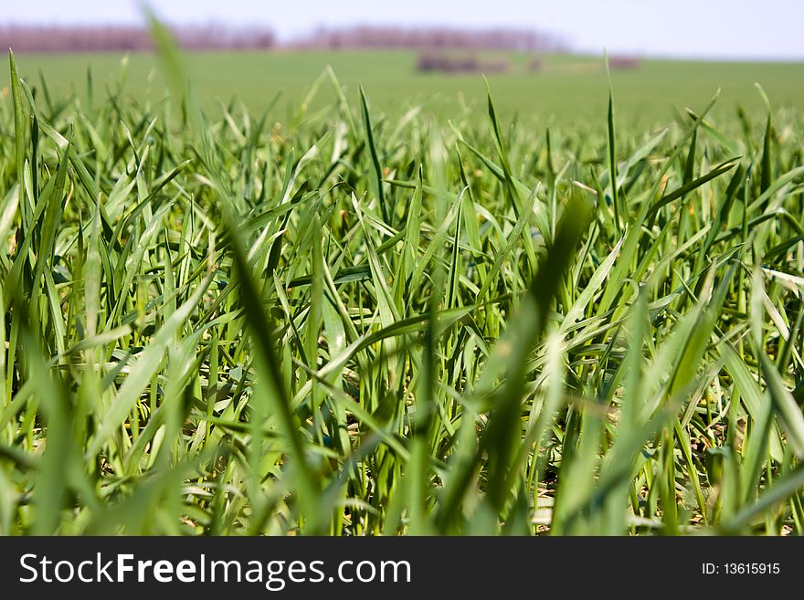 Field of juicy grass, space for text
