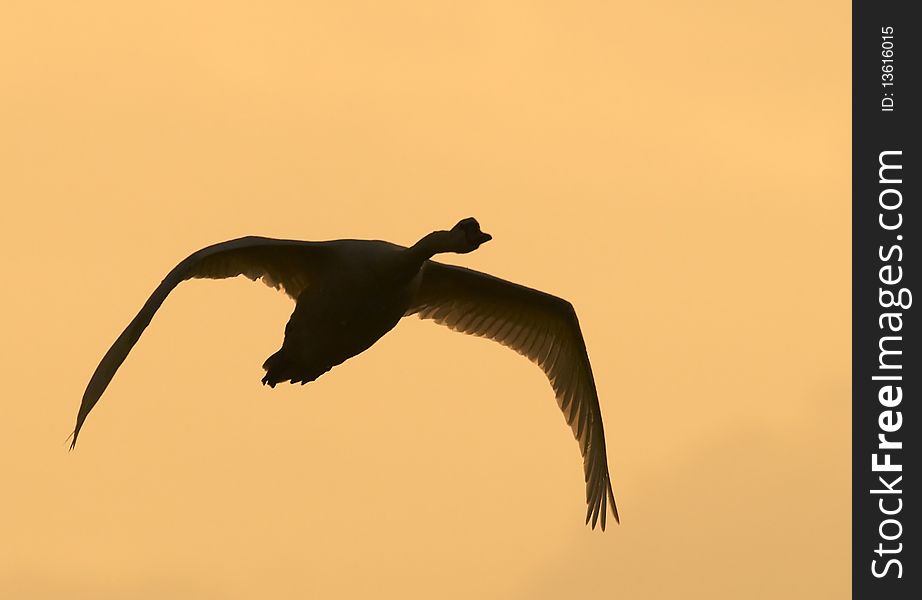 Photo of the Mute Swan (Cygnus olor)