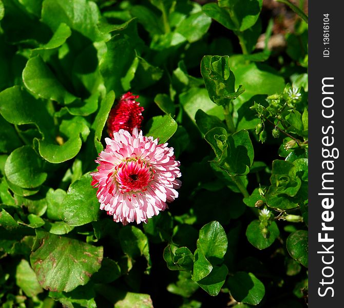 Daisy (Bellis) flowers