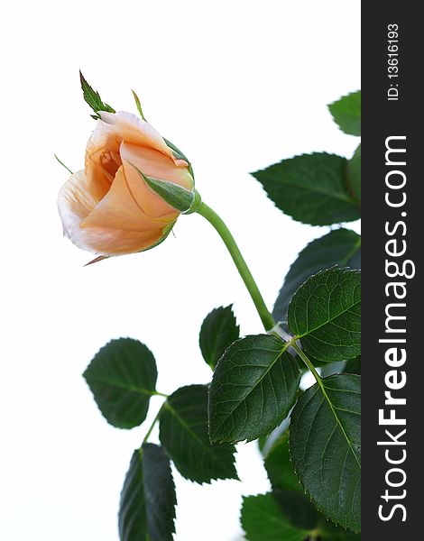Orange rose isolated on white background with green leafs