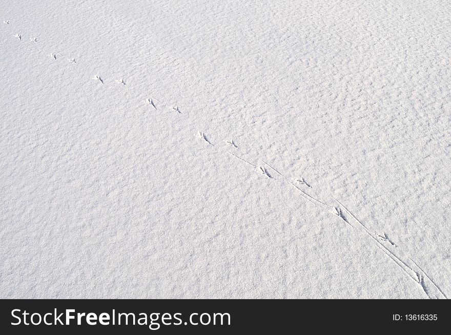 Close up of snow surface background with bird's footprints. Close up of snow surface background with bird's footprints