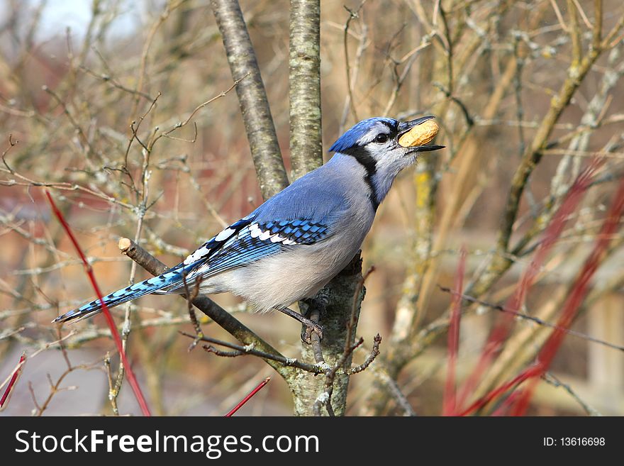 Blue-jay With Peanut In Beak On Spring Morning