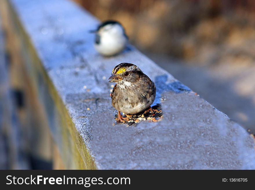 White-throat-ed Sparrow On Frosty Rail In Morning. White-throat-ed Sparrow On Frosty Rail In Morning