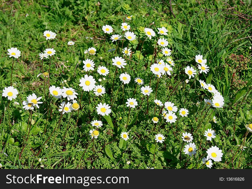 Spring flowering daisies on a sunny day on the green meadow. Spring flowering daisies on a sunny day on the green meadow