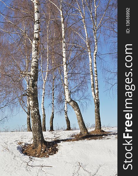 View of bare birch trees on sunny winter day, Russia. View of bare birch trees on sunny winter day, Russia