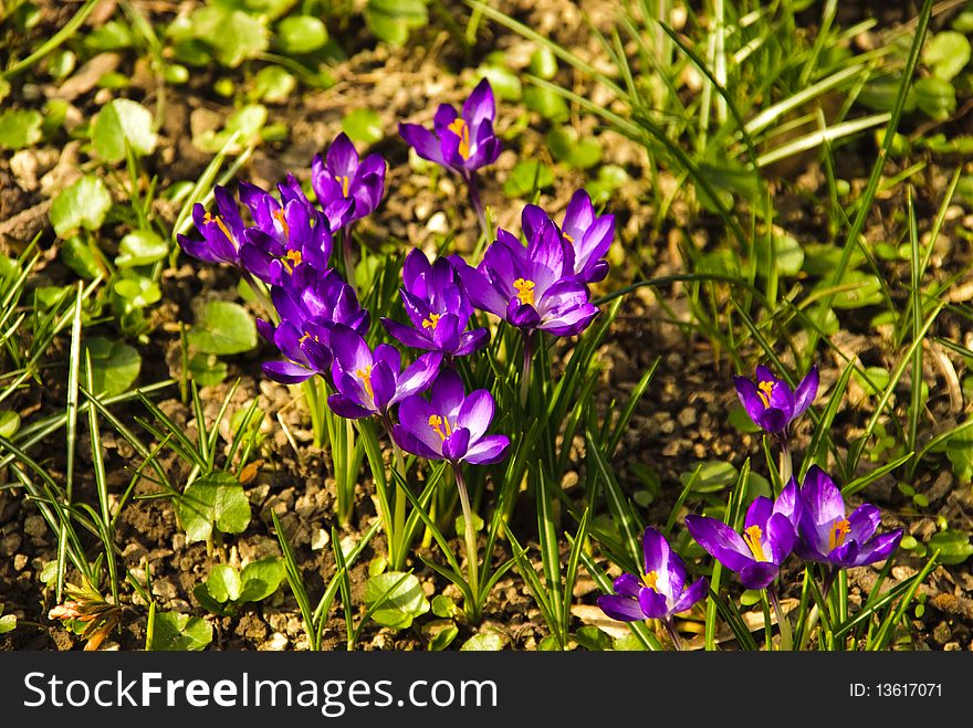 Different first spring flowers grow up in soil close up in national park. Shallow DOF