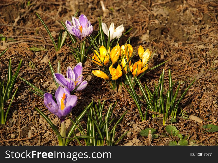 Different first spring flowers grow up in soil close up in national park. Shallow DOF