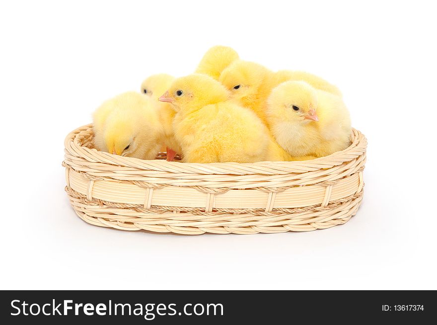 Small chickens in a basket.