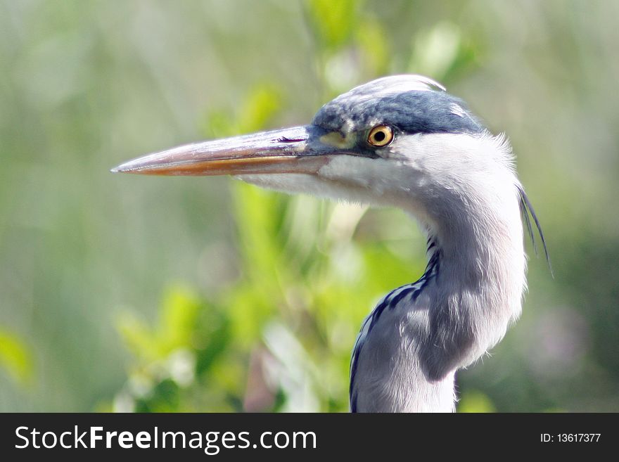 Grey heron staring tot the water to catch a fish