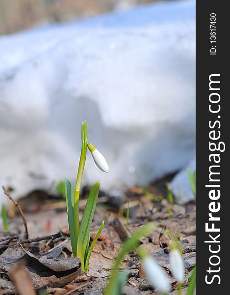 Snowdrops In Spring