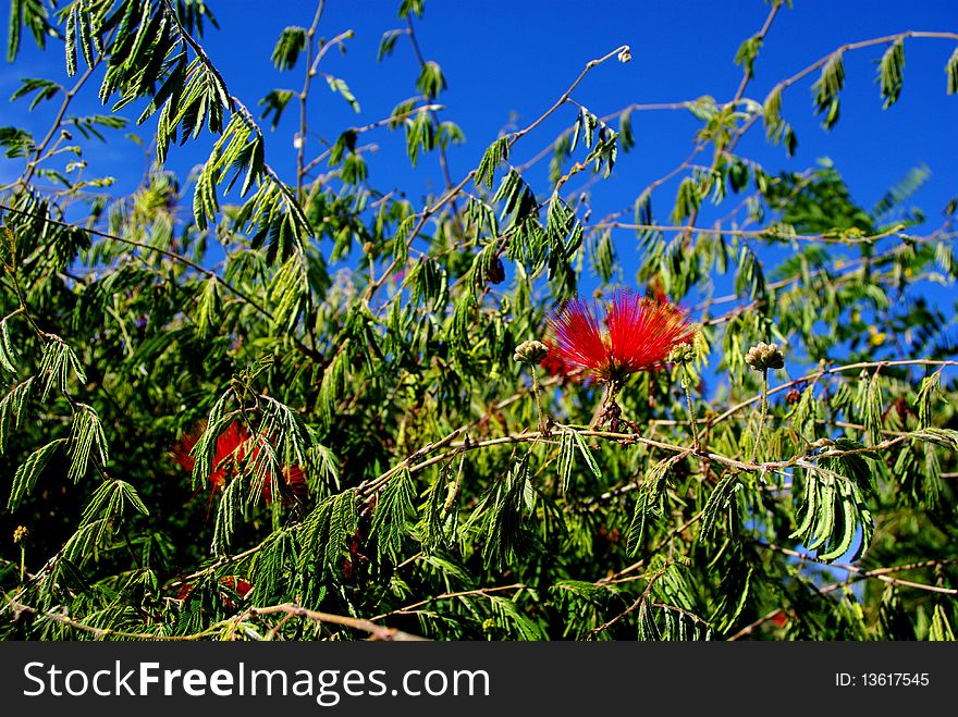 A native Australian flowering tree in the Adelaide Botanic Gardens, Australia. A native Australian flowering tree in the Adelaide Botanic Gardens, Australia.