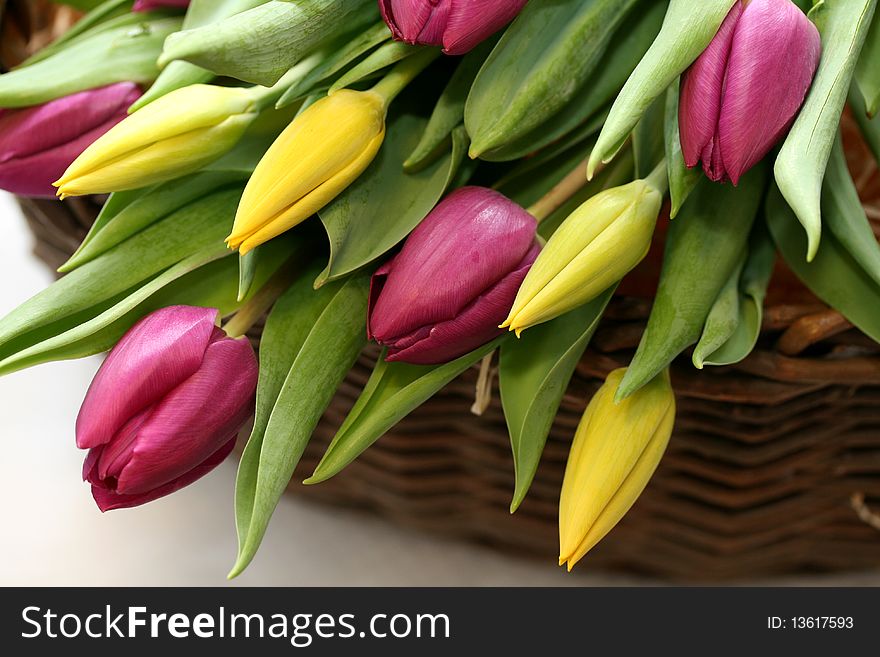 Lilac and yellow tulips are in the basket. Lilac and yellow tulips are in the basket