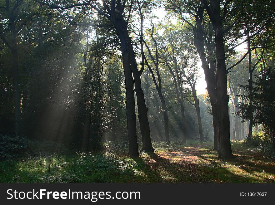 Track in forest, shafts of light breaking through the branches, scene fades into the distance. Track in forest, shafts of light breaking through the branches, scene fades into the distance