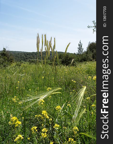 Wild-growing cereals on green meadow