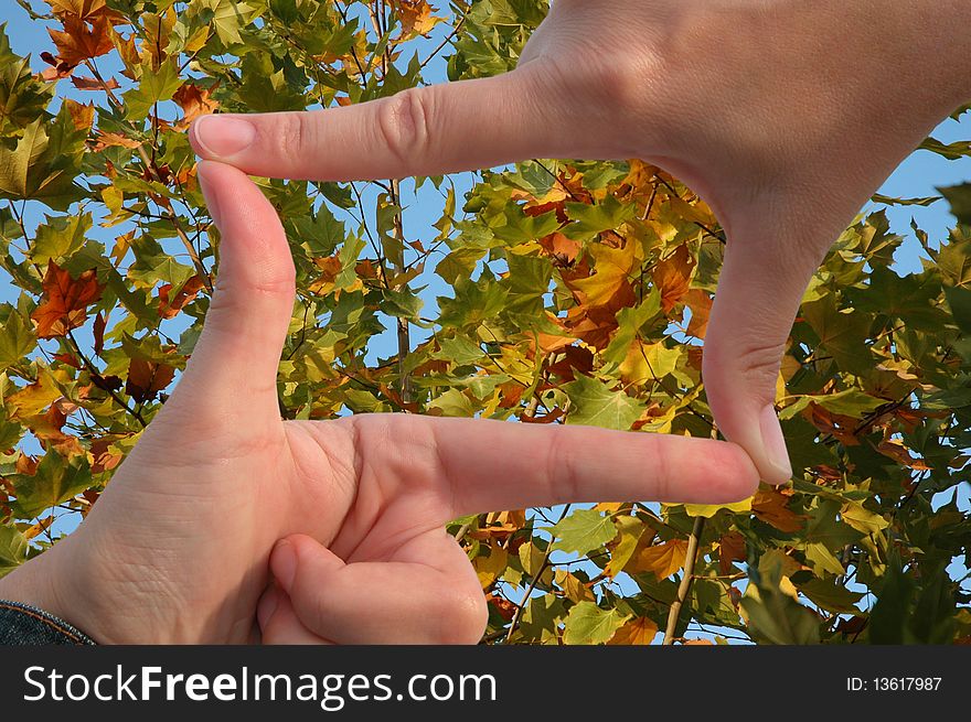 View through the cadre of hands on autumn leaves