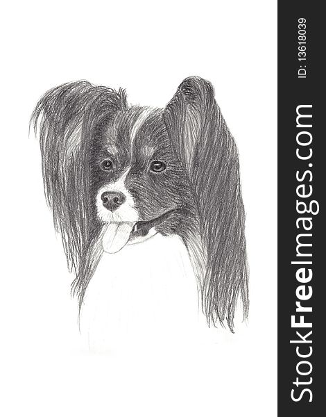 Hand drawn picture of a cute Papillon dog. Hand drawn picture of a cute Papillon dog.