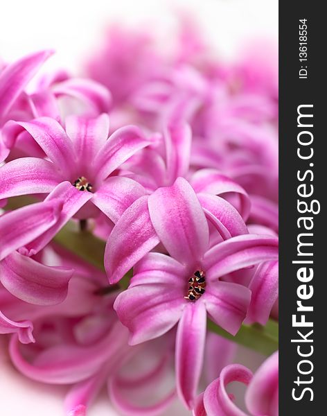 Pink hyacinth (macro, shallow depth of field). Pink hyacinth (macro, shallow depth of field)