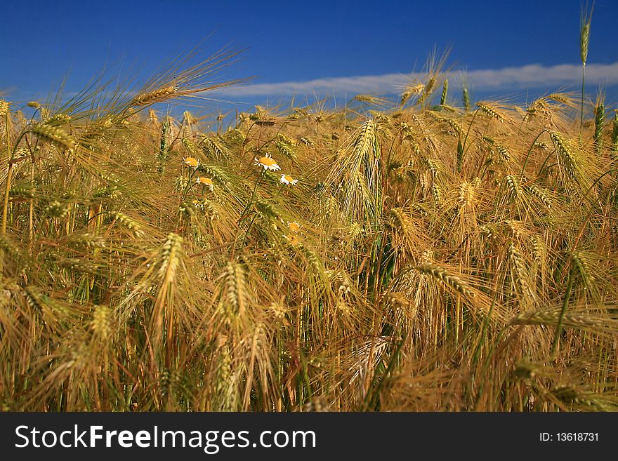 Classes of wheat field closeup