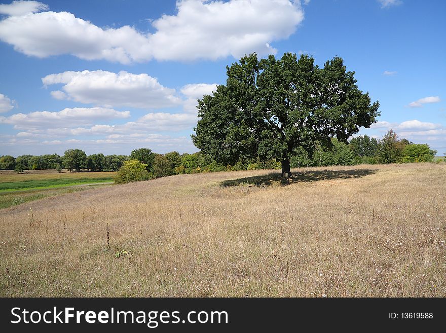 Forest-steppe landscape from lonely tree oak