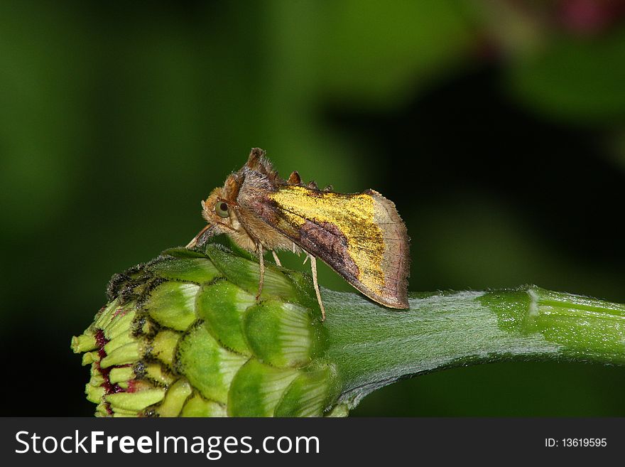 ''Golden'' night moth rest in the flower bud