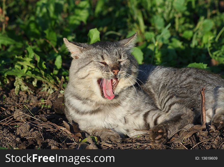 Yawn cat rest in te ground