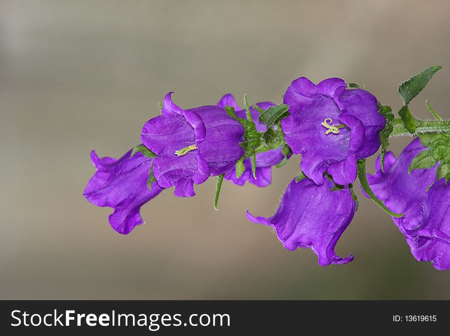 Violet bells branch isolated on background
