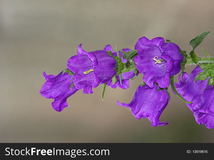 Violet Bells Branch