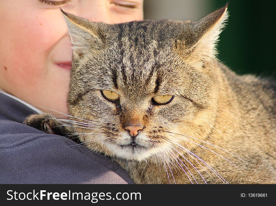 Big cat rest in the boy hands