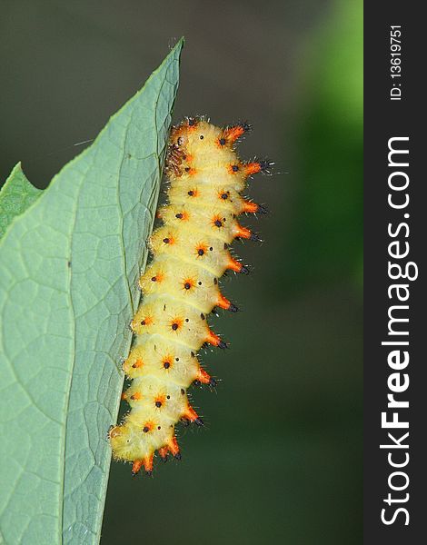 Butterfly caterpillar (Zerynthia polyxena)