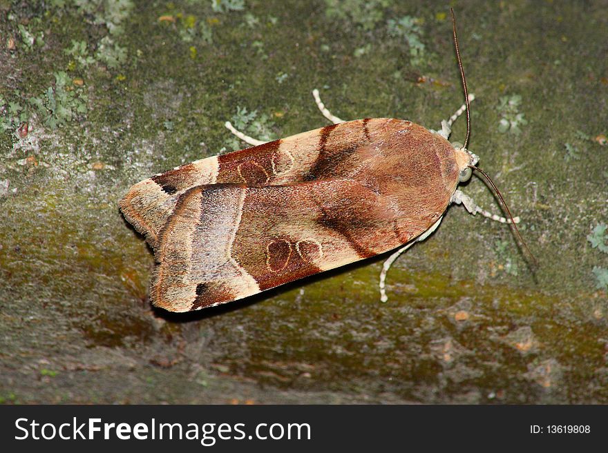 Night moth (Noctua ssp.) rest in the tree trunk