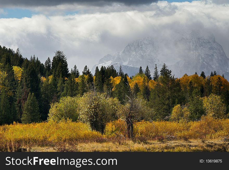 Trees in Fall foliage at Oxbow Bend Grand Teton. Trees in Fall foliage at Oxbow Bend Grand Teton