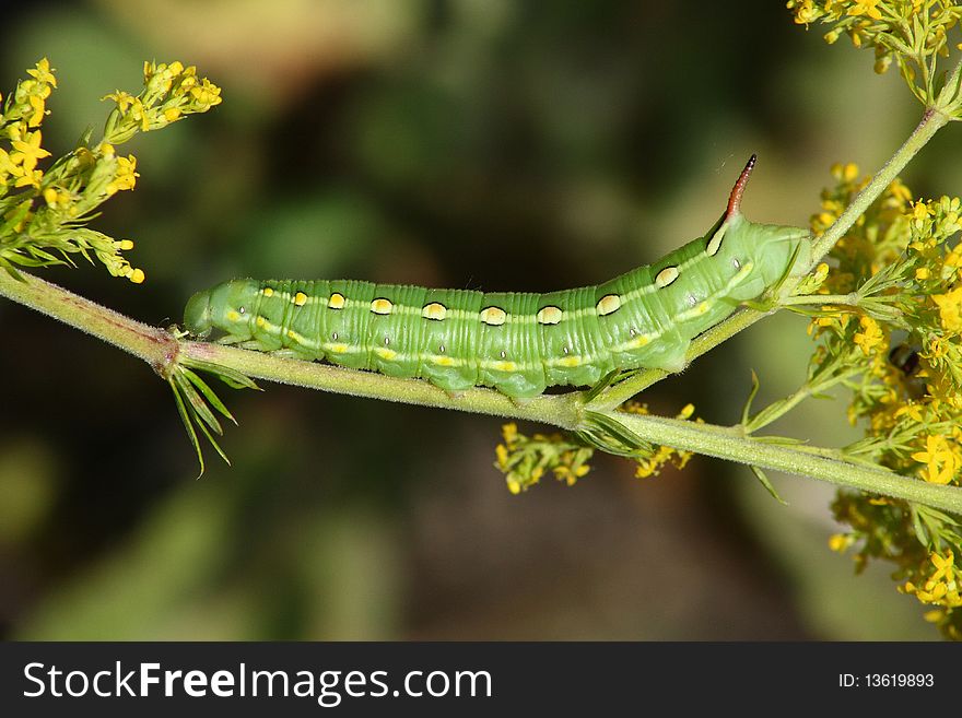 Hawk moth caterpillar (Hyles gallii)