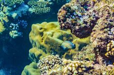 Red Sea Coral Reef With Beautiful Colorful Fish Royalty Free Stock Photo