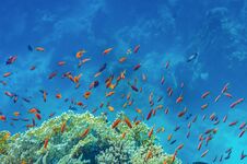Red Sea Coral Reef With Beautiful Colorful Fish Royalty Free Stock Photography