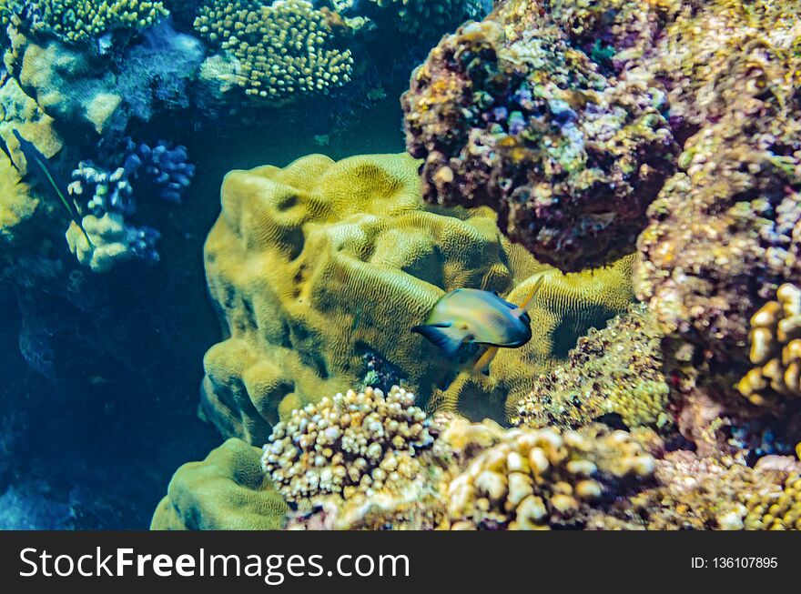 Coral reef of the red sea with beautiful colorful fish under water, beautiful views of the underwater world in a multicolored variety. Coral reef of the red sea with beautiful colorful fish under water, beautiful views of the underwater world in a multicolored variety