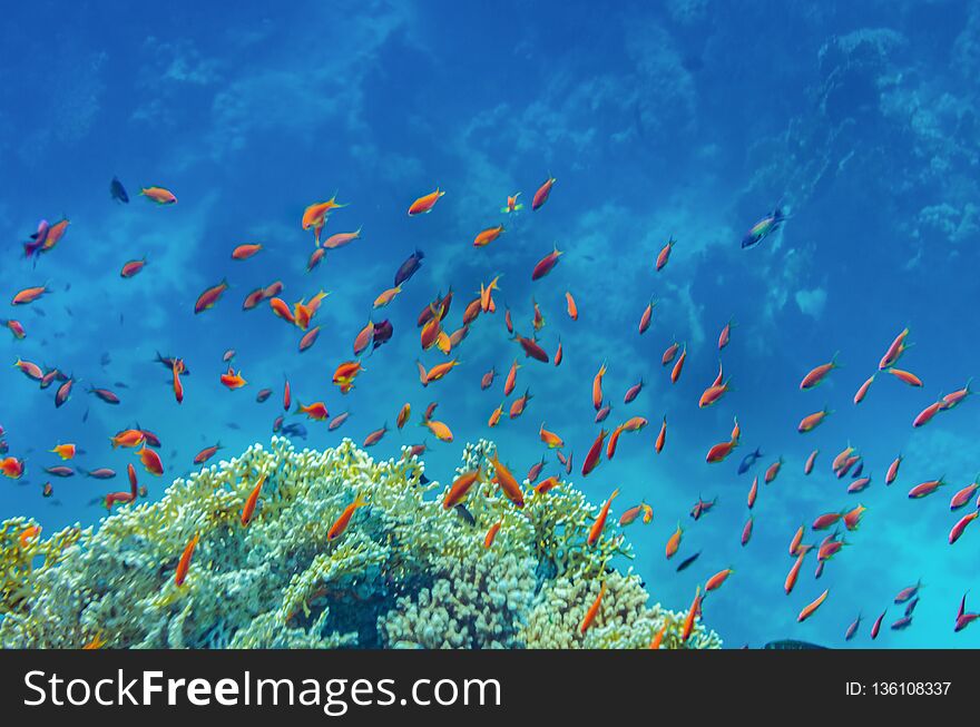 Coral reef of the red sea with beautiful colorful fish under water, beautiful views of the underwater world in a multicolored variety. Coral reef of the red sea with beautiful colorful fish under water, beautiful views of the underwater world in a multicolored variety