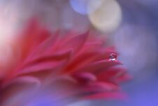 Spring Nature Blossom Web Banner Or Header.Abstract Macro Photo.Artistic Background.Fantasy Design.Colorful Wallpaper.Artwork,Drop Stock Images Spring Nature Blossom Web Banner Or Header.Abstract Macro Photo.Artistic Background.Fantasy Design.Colorful Wallpaper.Artwork,Drop Stock Images