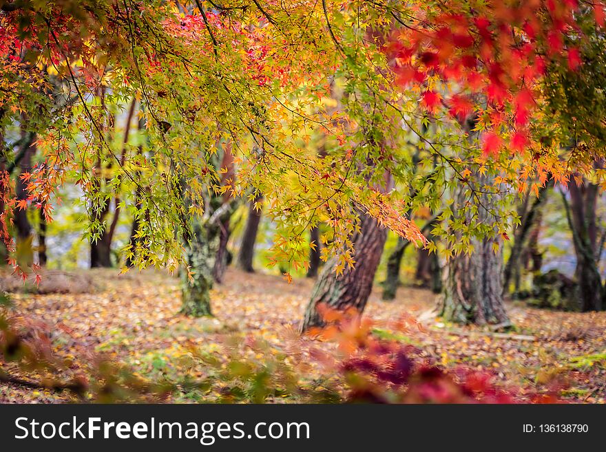 Beautiful Maple Leaf Tree In Autumn Season